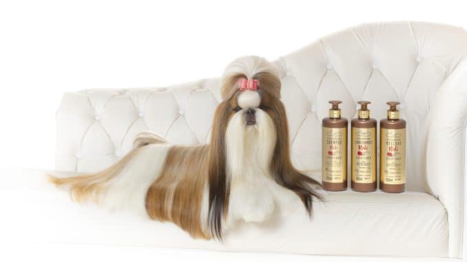 Joy é a única da raça Shih Tzu a vencer o Best In Show do campeonato mundial de cães, o World Dog Show